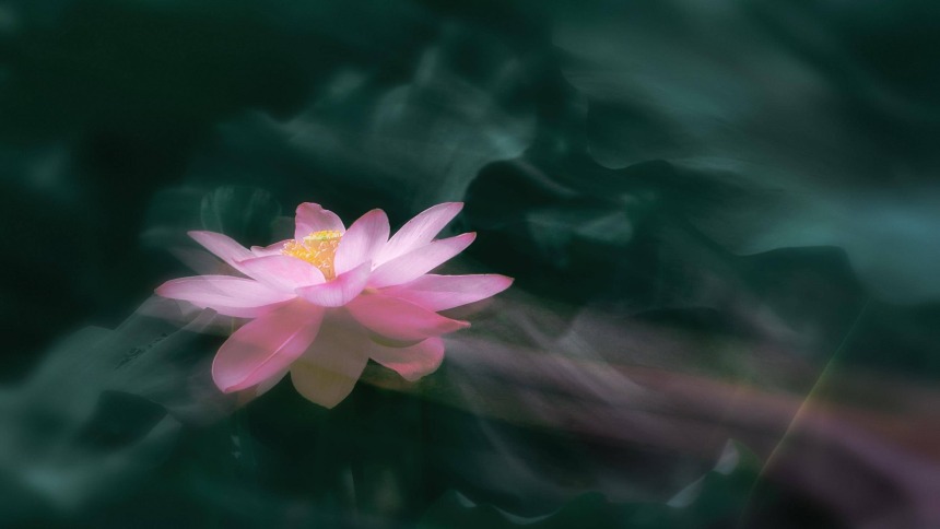 南京：莫愁荷花开 夏意满塘来