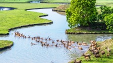 溱湖湿地美 夏日麋鹿欢