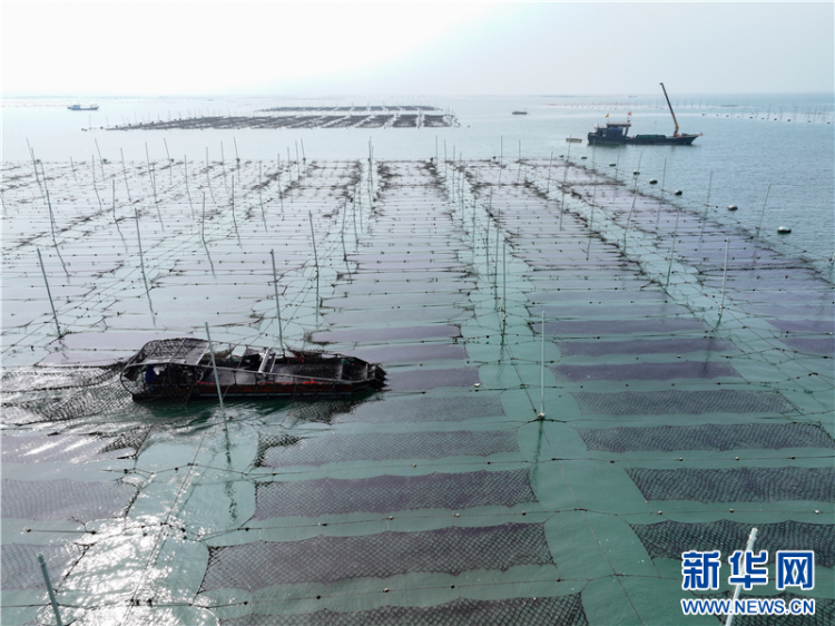 连云港赣榆：奏响海洋牧场丰收曲_fororder_20251015_091211_001