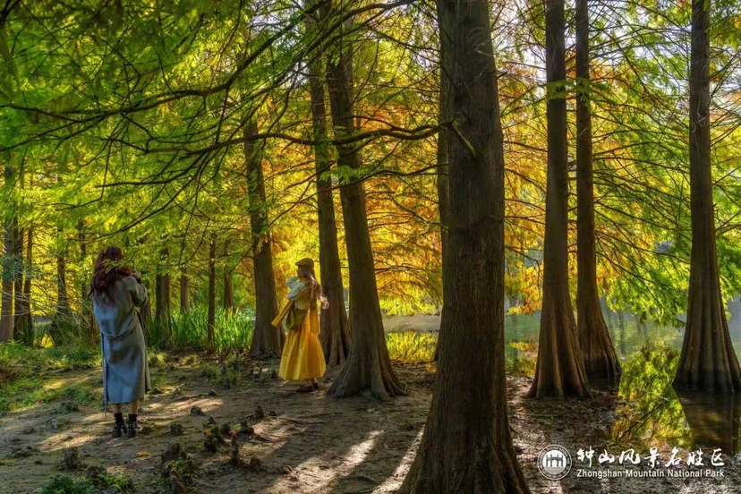 石象路“油画”展卷,燕雀湖“云杉水镜”上线……钟山“顶流”秋景迎最佳观赏期