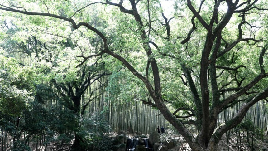 苏州：虎丘绿意浓