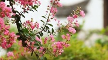 独占芳菲当夏景，紫薇花开映金陵