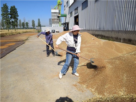 泰州兴化大垛镇:4.33万亩小麦开镰喜迎丰收