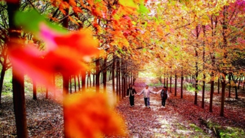 南京桠溪国际慢城：层林尽染美如画