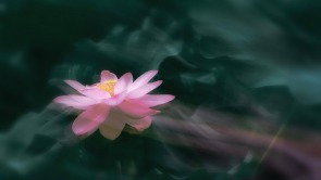 南京：莫愁荷花开 夏意满塘来