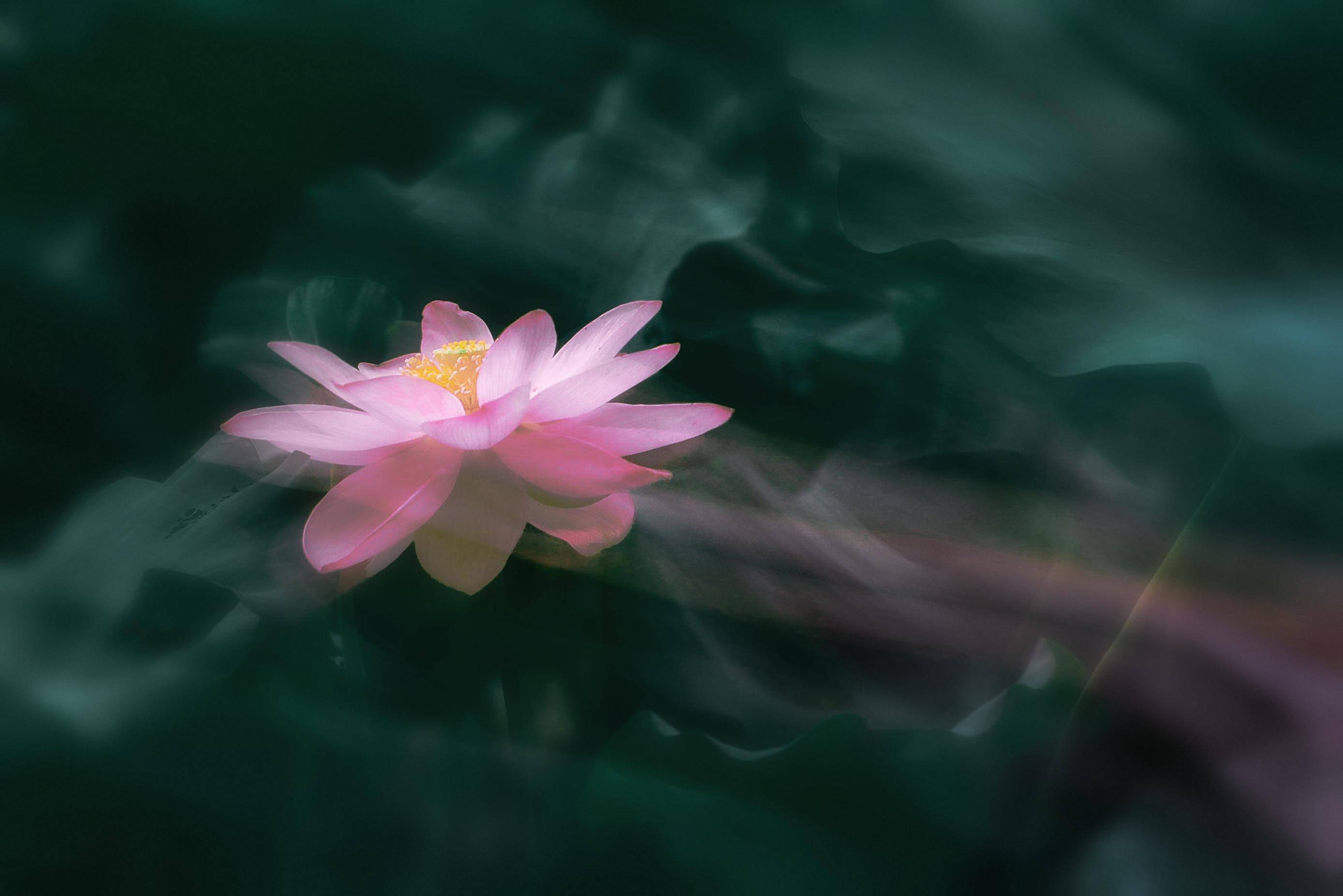 南京：莫愁荷花开 夏意满塘来