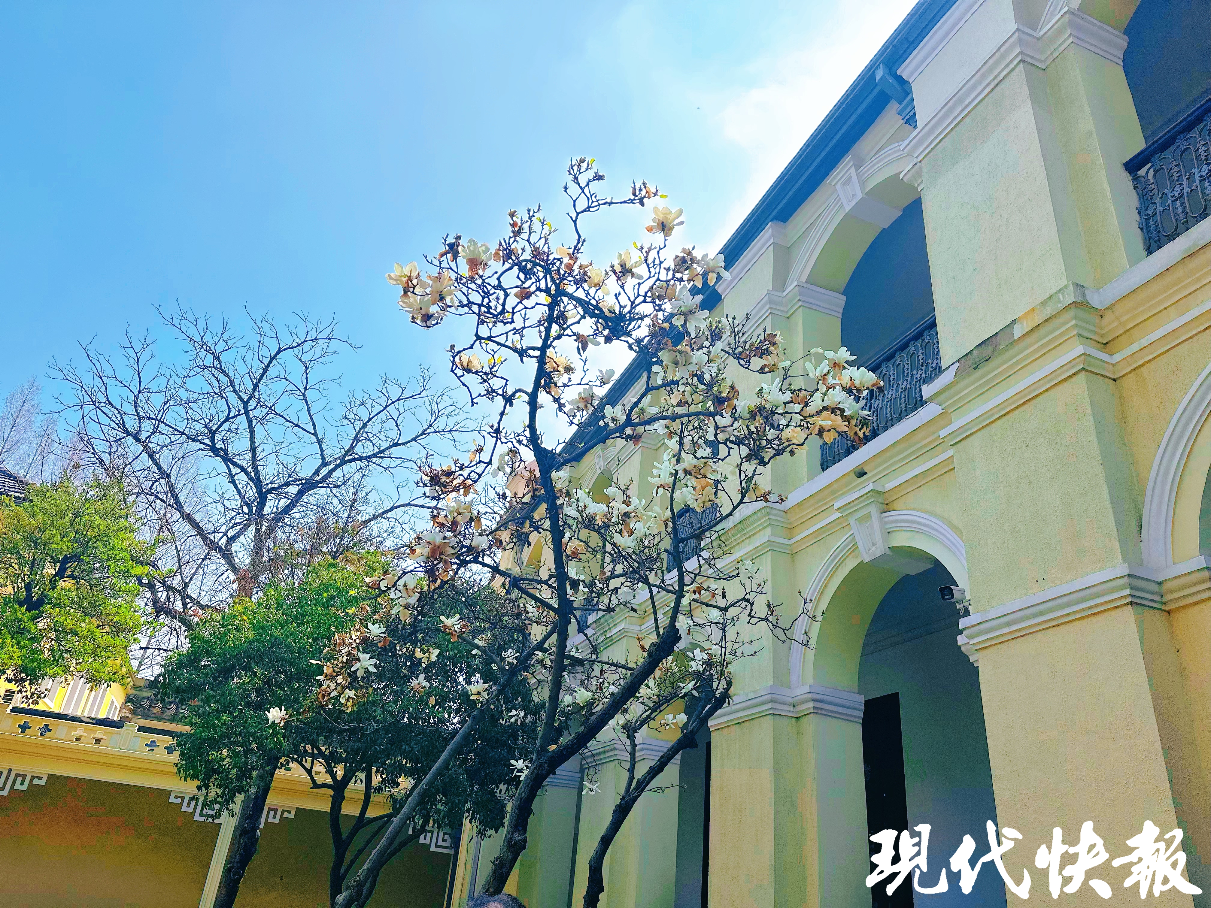 繁花满城，南京赏花公交专线来了_fororder_20260330_093317_004