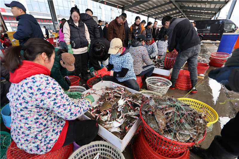 江苏连云港：秋捕梭子蟹喜丰收_fororder_20251030_093856_005