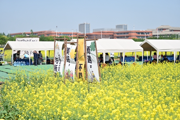 淮安清江浦区：“食音”相约 在油菜花海开启诗意田园沉浸之旅_fororder_图片19_副本