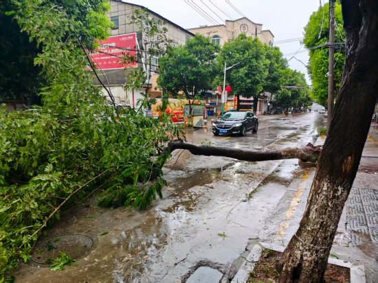 台风暴雨中，泰州兴化戴南茅山社区干群40分钟“搬”走一棵刮倒的大树_fororder_图片 1