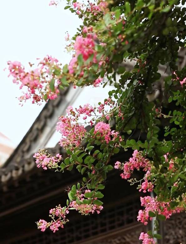 独占芳菲当夏景，紫薇花开映金陵
