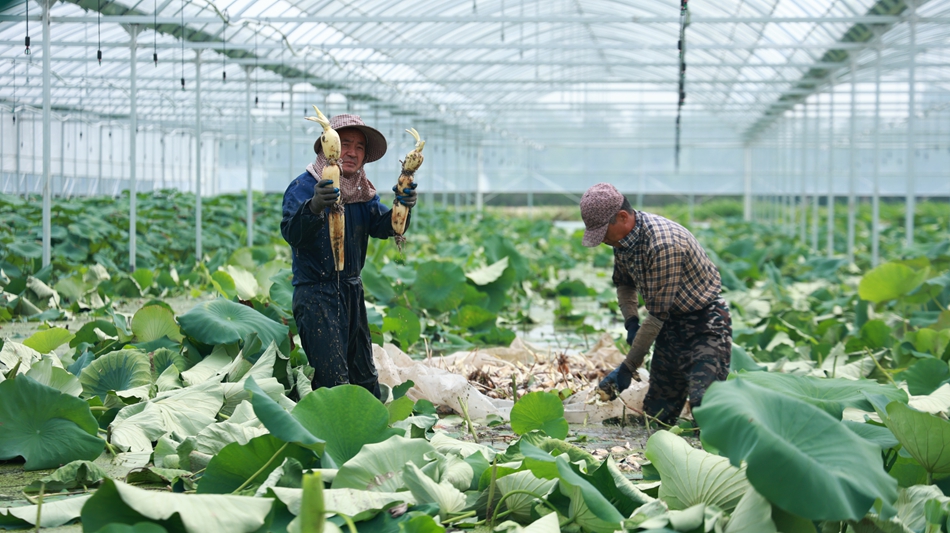 南京栖霞区：“荷经济”串成链_fororder_LOCAL1752191431492K8WGFQORXQ.JPG