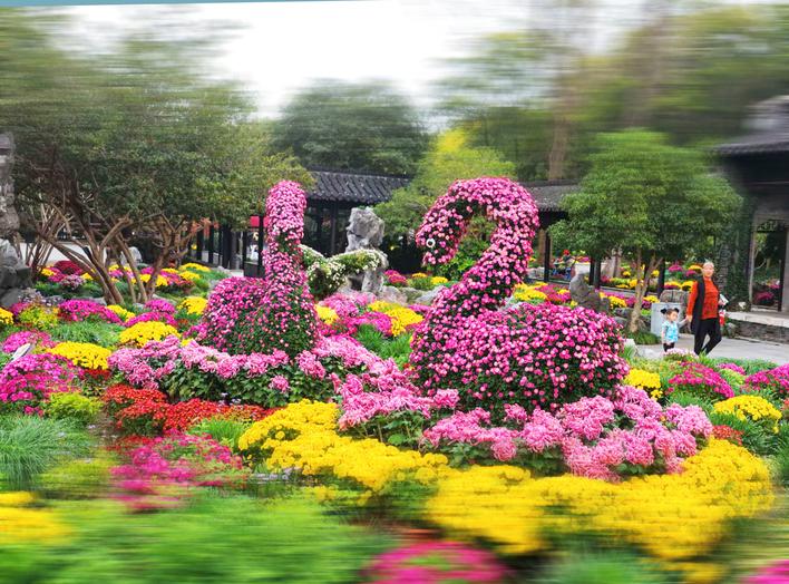扬州：人观景 菊争艳_fororder_89ced9e9-3a3c-434a-a66f-fc07f2718e6b