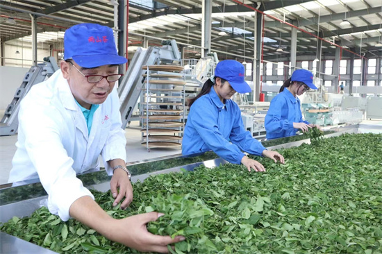以茶为媒 开启乡村振兴新序章 茶文化赋能乡村经济的腾飞之路_fororder_微信图片_20250509154923_108