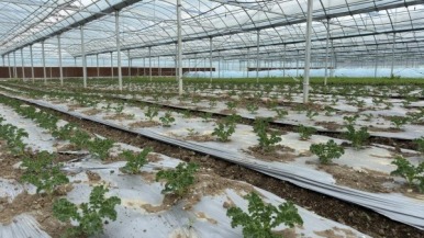 “大棚春耕忙 振兴启新程” 南京高淳古柏街道凤袁村以蔬菜产业绘就乡村增收新图景