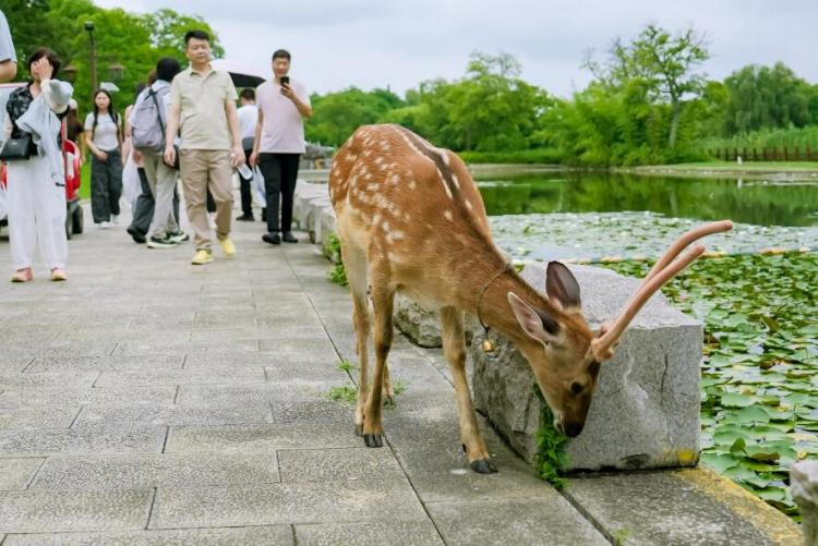 苏州太湖国家湿地公园荷花市集清雅启幕——荷风雅集·江湖雅韵共绘湿地夏日盛景_fororder_20260622_100444_008