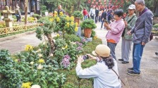 无锡市各景区菊花进入最佳观赏期