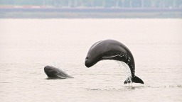 江豚“合家欢”，不觉已寻常