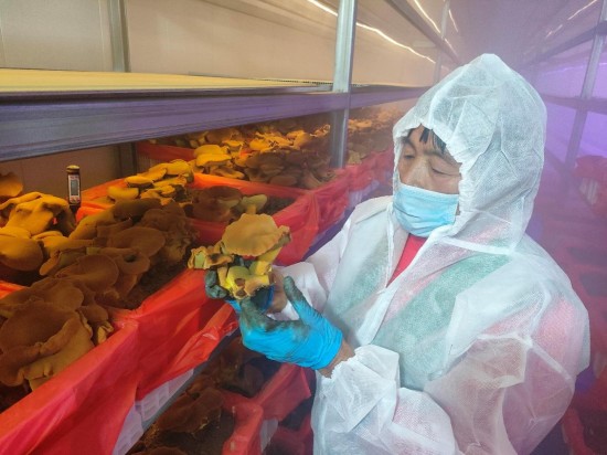 恒温恒湿育珍菌 戴南三优产业园智能方舱牛肝菌采收忙_fororder_图片 2