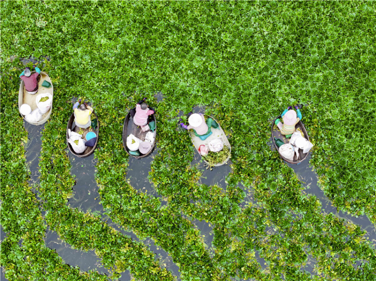 江苏泰州：菱角丰收采摘忙_fororder_20250731_092518_008