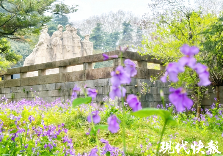 繁花满城，南京赏花公交专线来了_fororder_20260330_093317_001