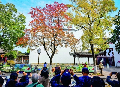 彩叶映黛瓦 秋韵染金陵 彩叶映黛瓦 秋韵染金陵_fororder_微信图片_20251105095032