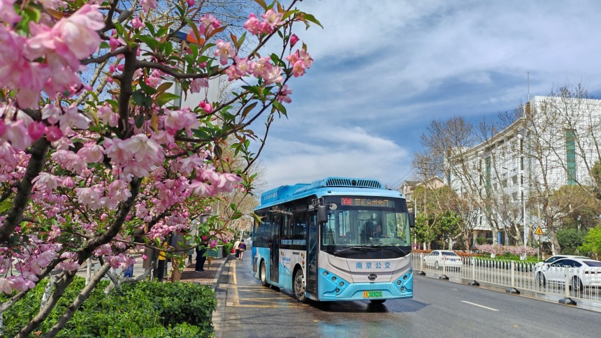 繁花满城，南京赏花公交专线来了