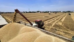 江苏夏粮收获过半 秋粮播栽梯次铺开