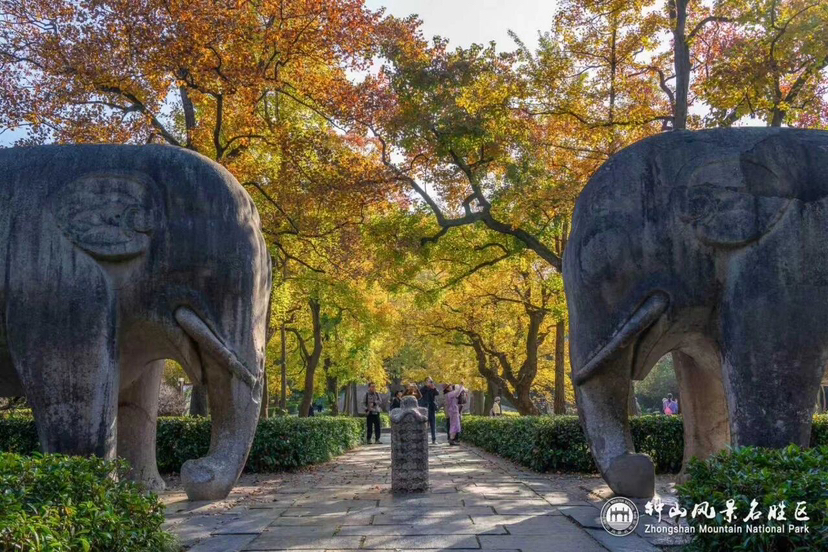 石象路“油画”展卷,燕雀湖“云杉水镜”上线……钟山“顶流”秋景迎最佳观赏期