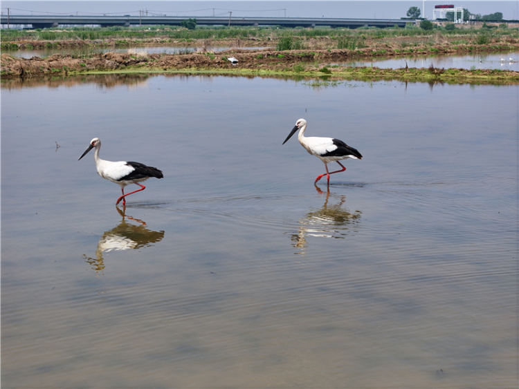 东方白鹳现身赣榆沿海湿地_fororder_20250606_091845_003