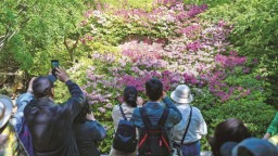 无锡惠山古镇杜鹃花迎来盛花期