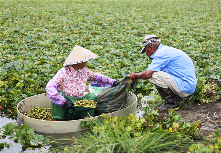 江苏泰州：菱角丰收采摘忙_fororder_20250731_092518_001