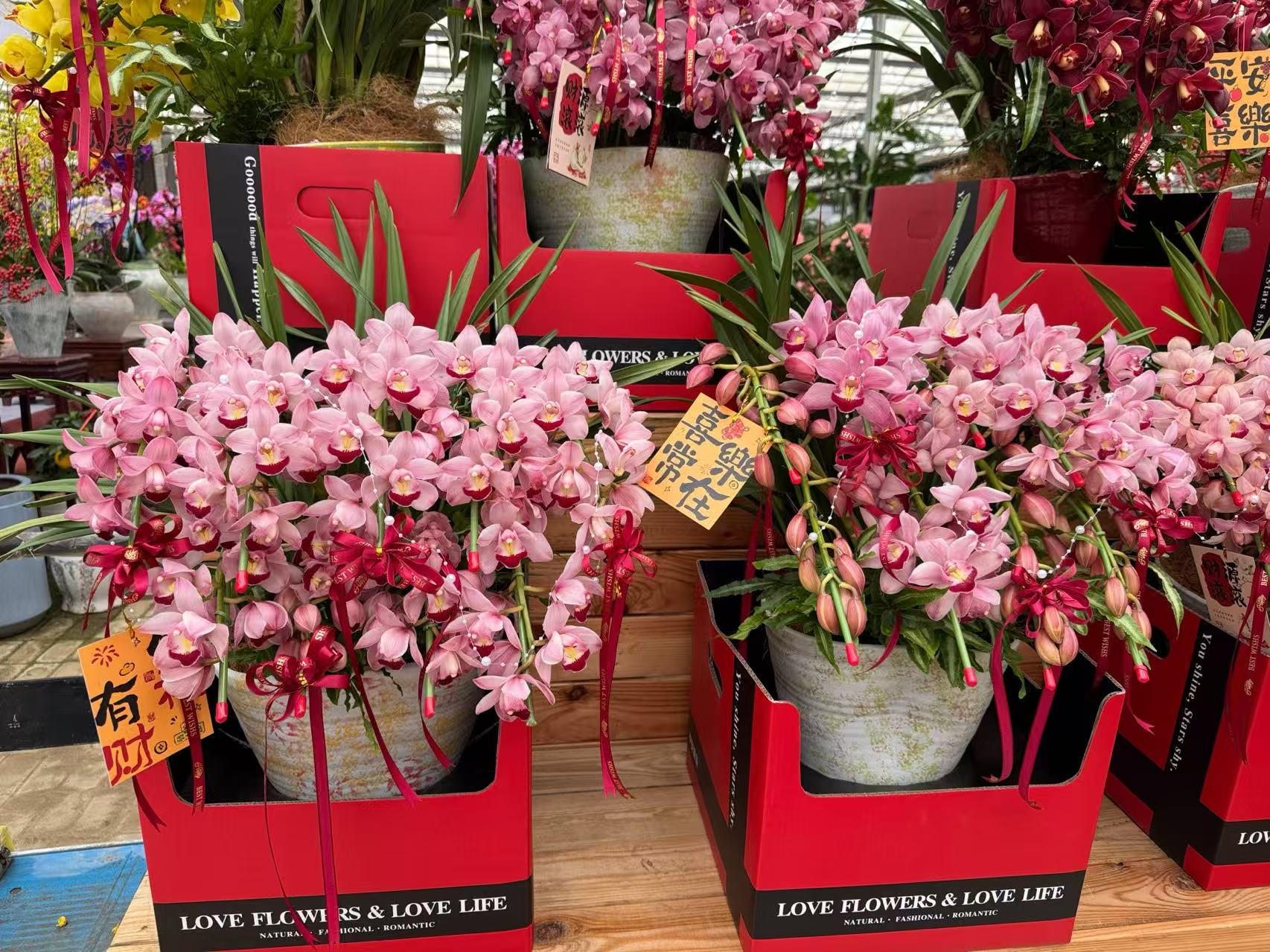 春节临近，年宵花市场升温！品种上新，清新小众成流行新趋势_fororder_微信图片_20260130093142_688_239