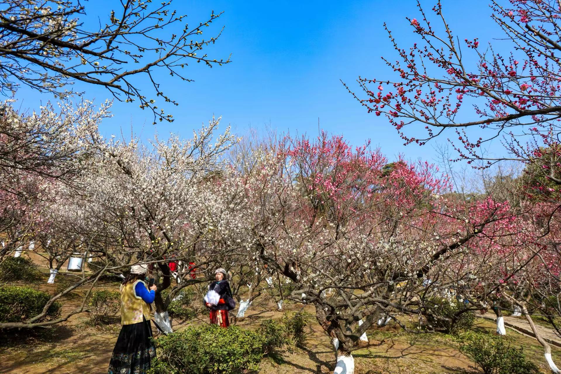 暖冬开挂！千株梅花抢先报春_fororder_微信图片_20260204091605_697_239