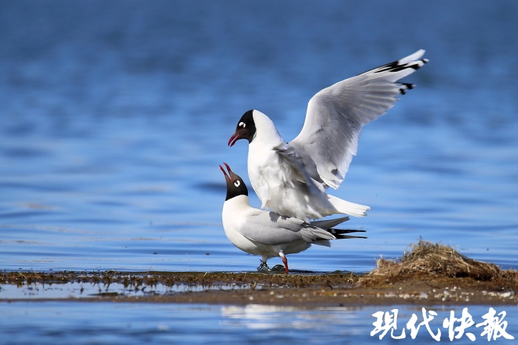 遗鸥从坝上草原飞入江南水乡，与江豚跨越千里“牵手”