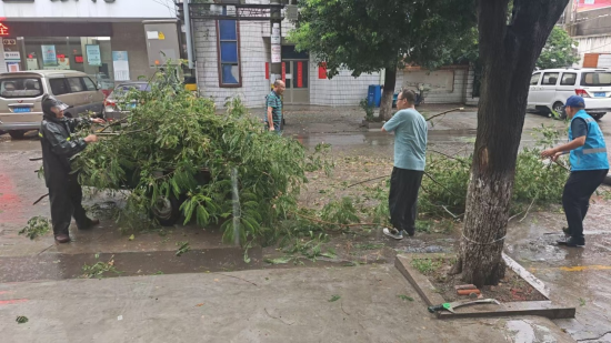 台风暴雨中，泰州兴化戴南茅山社区干群40分钟“搬”走一棵刮倒的大树_fororder_图片 2