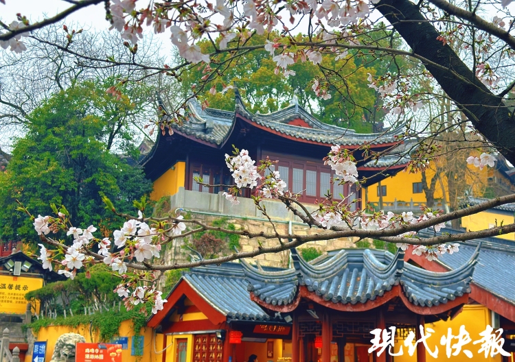 繁花满城，南京赏花公交专线来了_fororder_20260330_093317_005