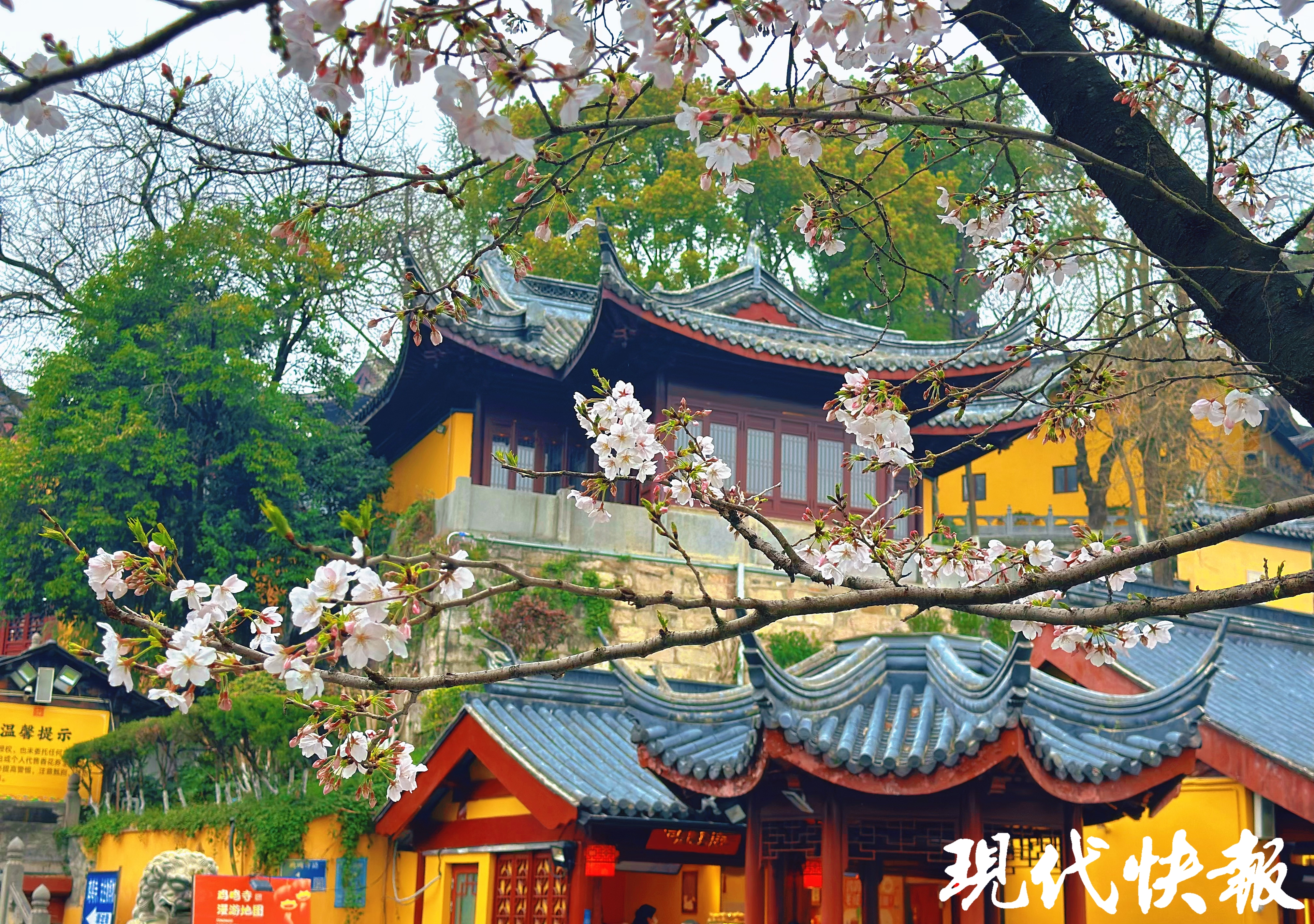繁花满城，南京赏花公交专线来了_fororder_20260330_093317_005