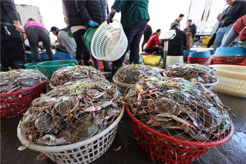 江苏连云港：秋捕梭子蟹喜丰收_fororder_20251030_093856_003