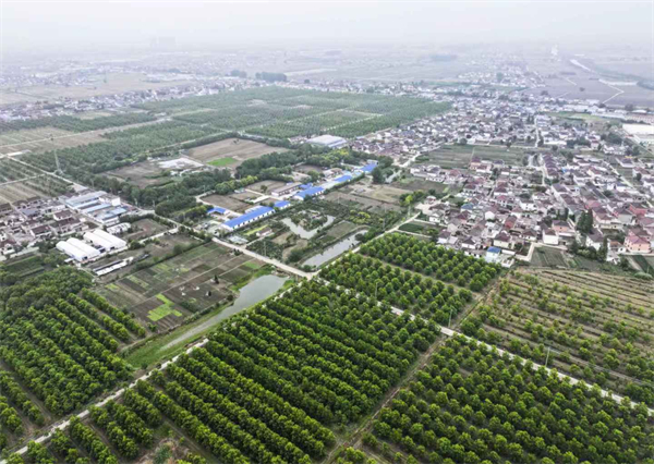 泰州：“‘媒’好出圈”看海陵 探访苏陈镇乡村振兴新实践_fororder_7