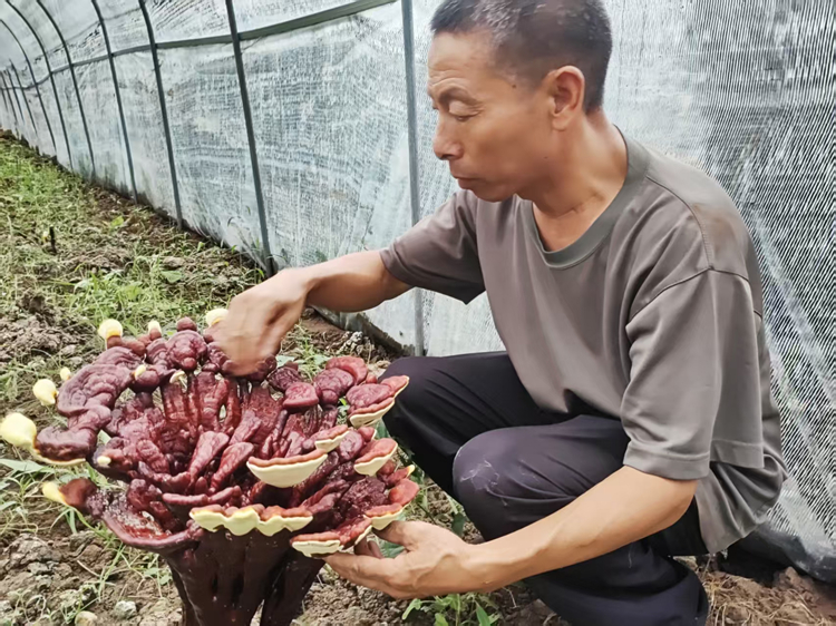 江苏连云港：云台林间好“丰”景_fororder_20260104_094240_003