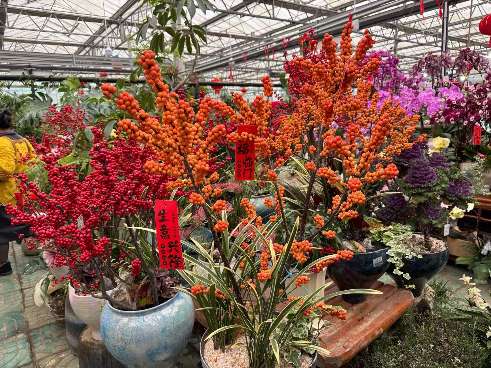 春节临近，年宵花市场升温！品种上新，清新小众成流行新趋势_fororder_微信图片_20260130093135_687_239