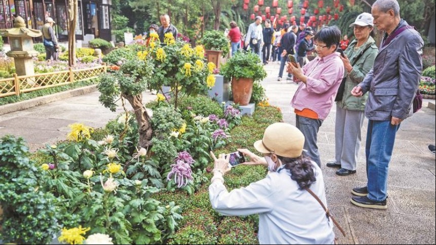 无锡市各景区菊花进入最佳观赏期