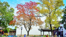 彩叶映黛瓦 秋韵染金陵