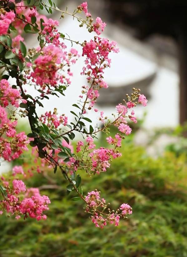 独占芳菲当夏景，紫薇花开映金陵