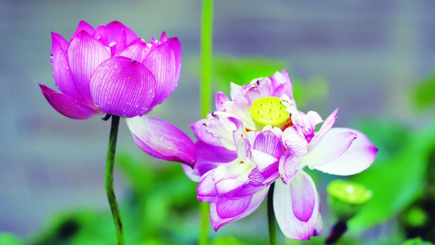 扬州：莲叶田田