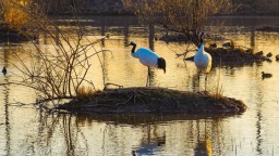 时隔两年再“归巢”！两只丹顶鹤现身南京新济洲新生岛