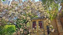 楝花风至春事了，南京颐和路上演“紫雪”浪漫