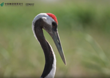 视频丨邮储盐城：借丹顶鹤魅力“贷”活大洋湾 赋能乡村振兴_fororder_盐城1