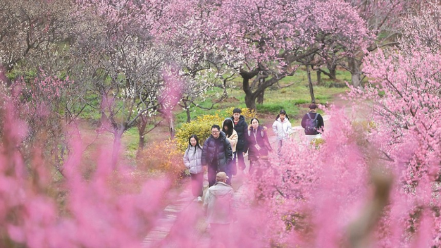 南京明孝陵梅花山迎来盛花期